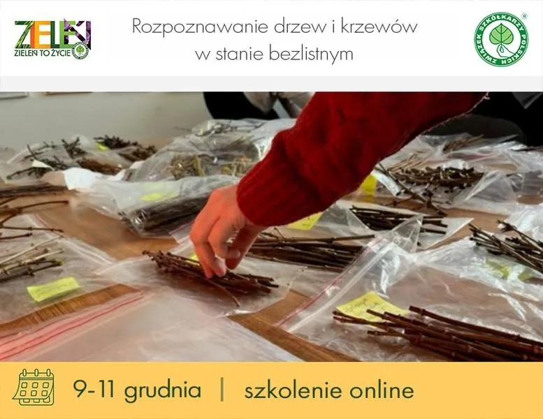 Jakie to drzewo? Odkryj najlepsze aplikacje do identyfikacji drzew
