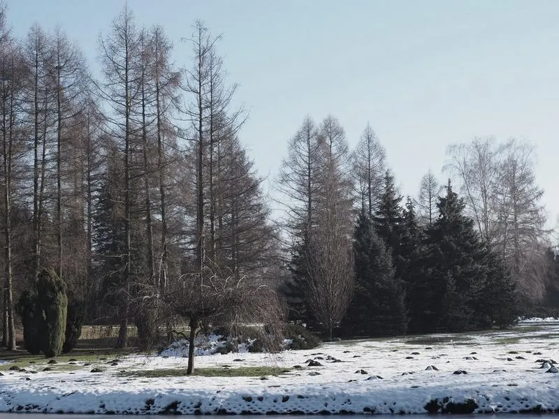Identyfikacja drzew