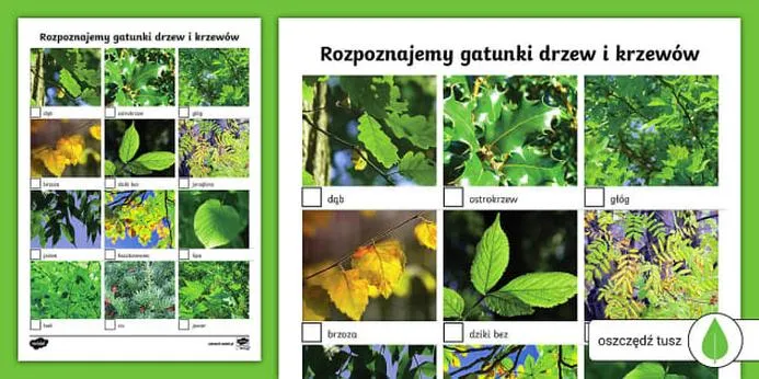 Najlepsze aplikacje do drzew