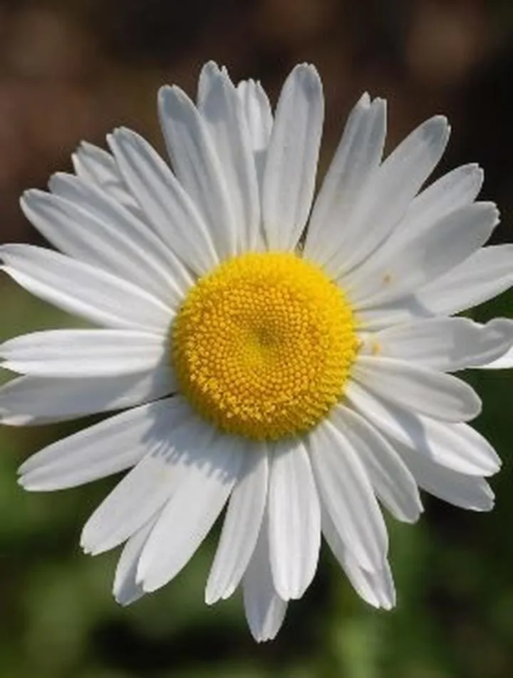 Pobieranie aplikacji na Androida