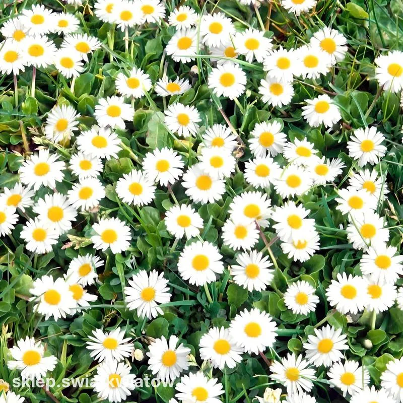 Rozwiązywanie problemów z instalacją