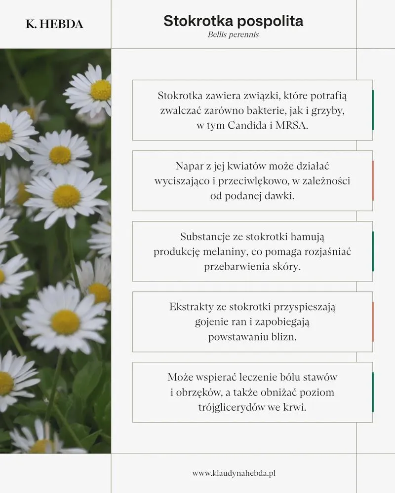 Zalety aplikacji Stokrotka